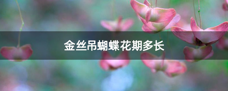 金丝吊蝴蝶花期多长