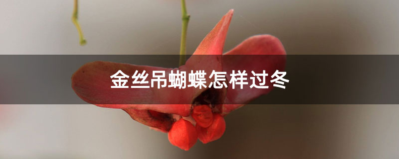 金丝吊蝴蝶怎样过冬