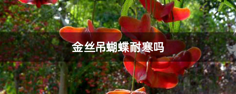 金丝吊蝴蝶耐寒吗