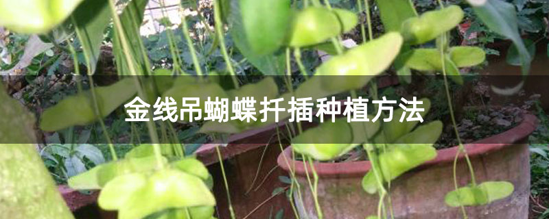 金线吊蝴蝶扦插种植方法