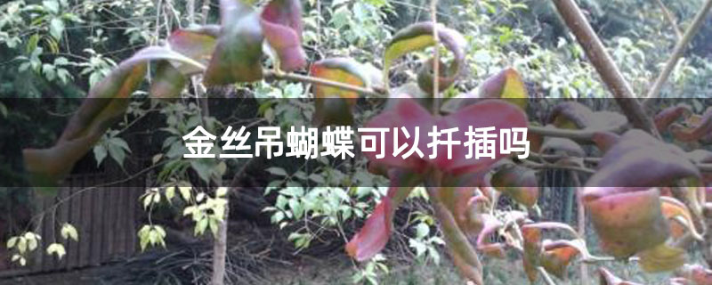 金丝吊蝴蝶可以扦插吗