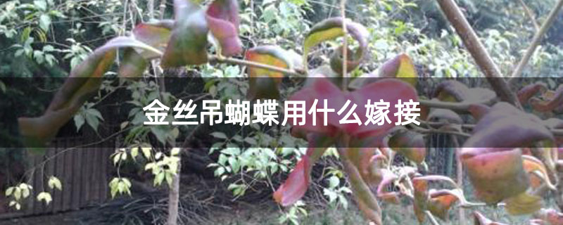 金丝吊蝴蝶用什么嫁接?