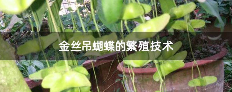 金丝吊蝴蝶的繁殖技术