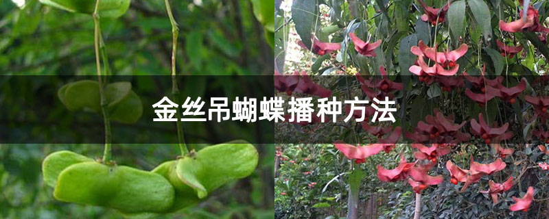金丝吊蝴蝶播种方法