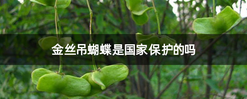 金丝吊蝴蝶是国家保护的吗