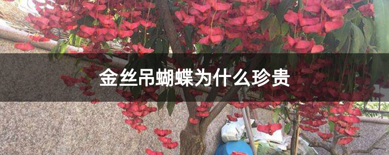金丝吊蝴蝶为什么珍贵