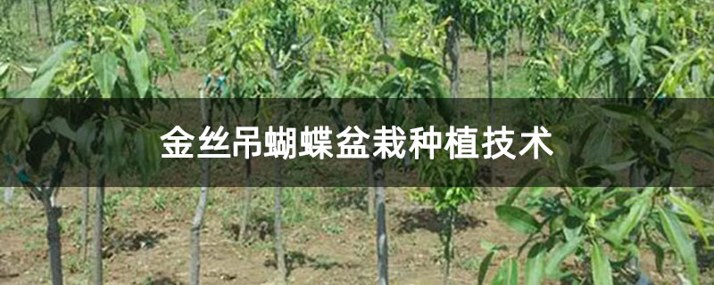 金丝吊蝴蝶盆栽种植技术