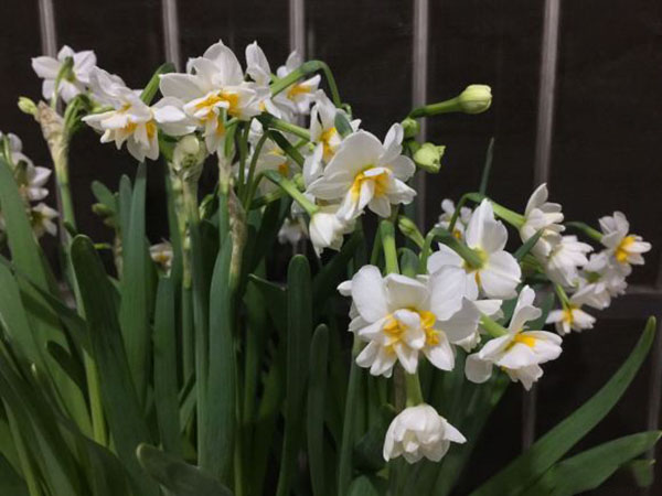 怎样避免水仙花徒长？水培水仙花怎么养？