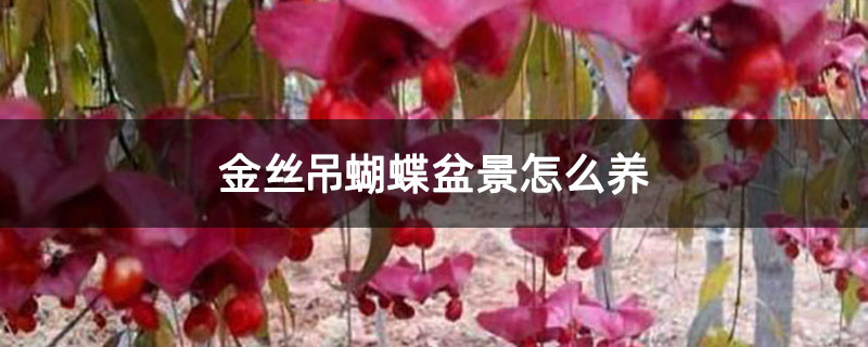 金丝吊蝴蝶8.jpg