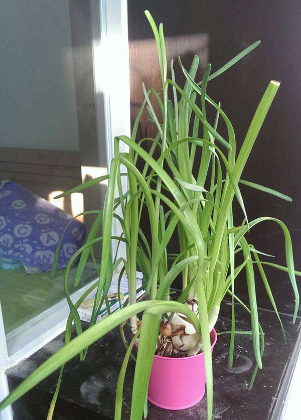 徒长的水仙花