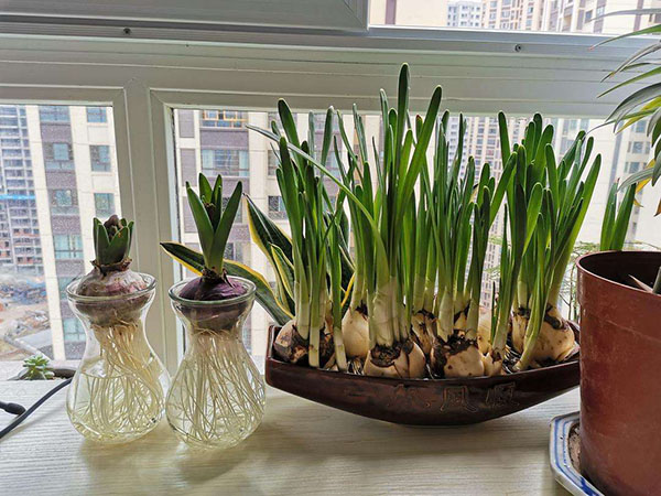 水仙花