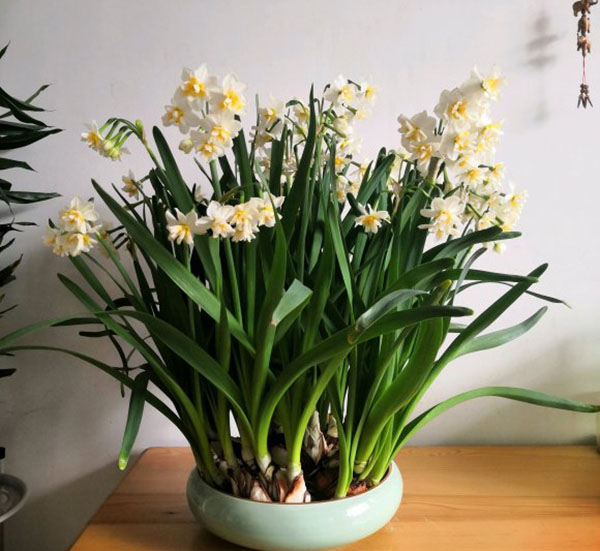 水仙花