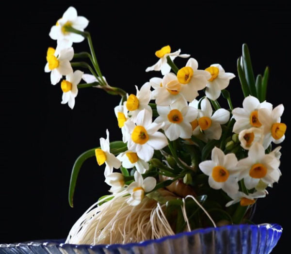 水仙花
