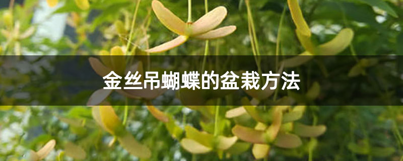 金丝吊蝴蝶的盆栽方法