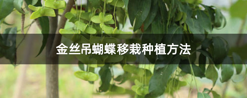 金丝吊蝴蝶移栽种植方法