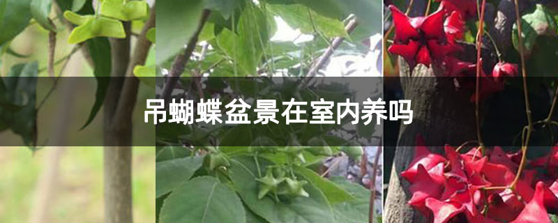 吊蝴蝶盆景在室内养吗