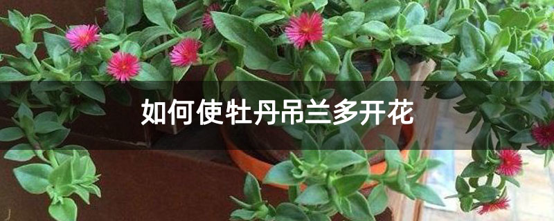 如何使牡丹吊兰多开花