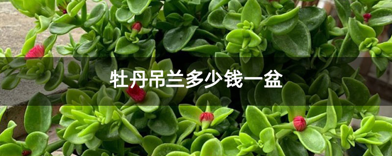 牡丹吊兰多少钱一盆