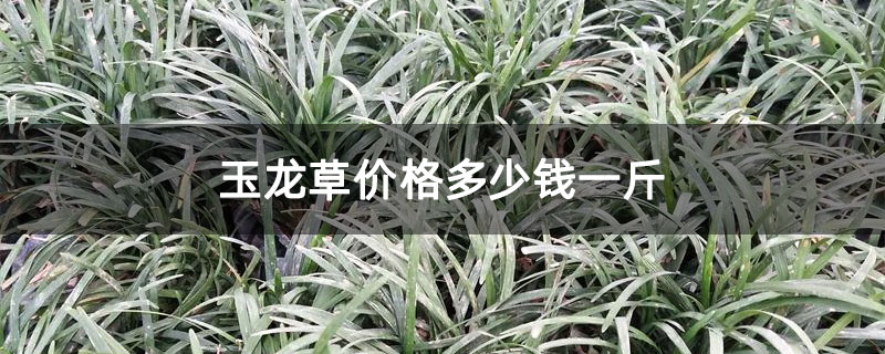 玉龙草价格多少钱一斤
