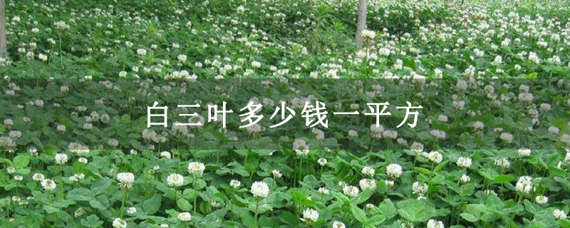 白三叶多少钱一平方