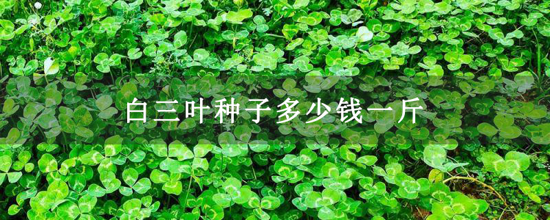 白三叶种子多少钱一斤