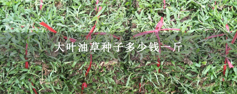 大叶油草种子多少钱一斤