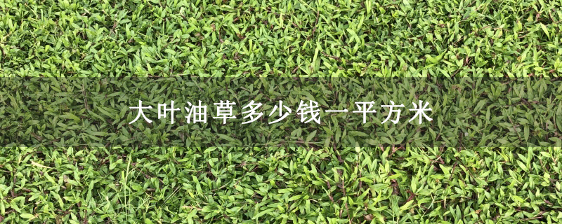 大叶油草多少钱一平方米