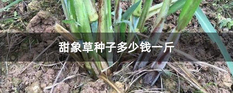 甜象草种子多少钱一斤