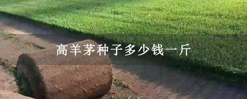 高羊茅种子多少钱一斤