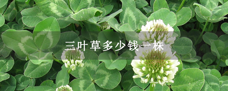 三叶草多少钱一株