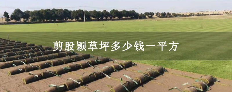 剪股颖草坪多少钱一平方