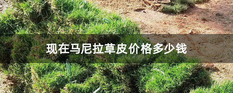 现在马尼拉草皮价格多少钱 现在马尼拉草皮价格多少钱