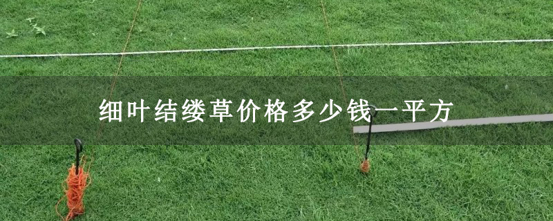 细叶结缕草价格多少钱一平方