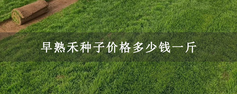 早熟禾种子价格多少钱一斤