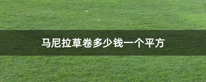 马尼拉草卷多少钱一个平方