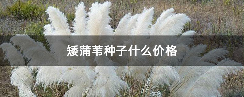 矮蒲苇种子什么价格