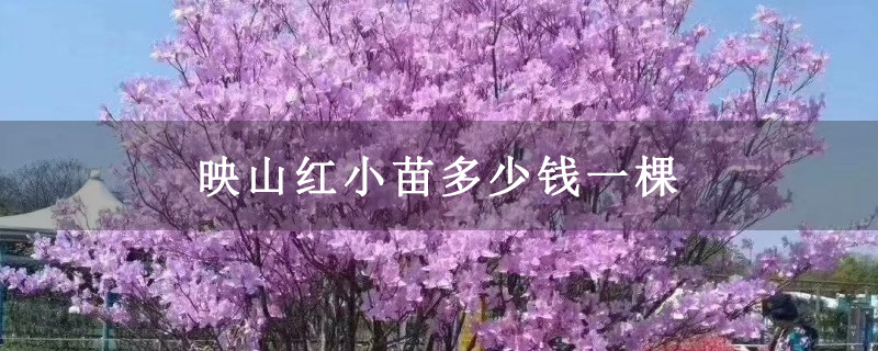 映山红小苗多少钱一棵