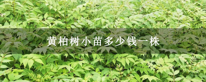 黄柏树小苗多少钱一株