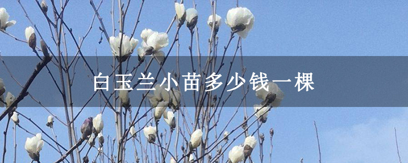 白玉兰小苗多少钱一棵