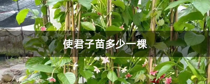 使君子苗多少一棵 使君子苗多少一棵