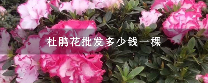 杜鹃花批发多少钱一棵