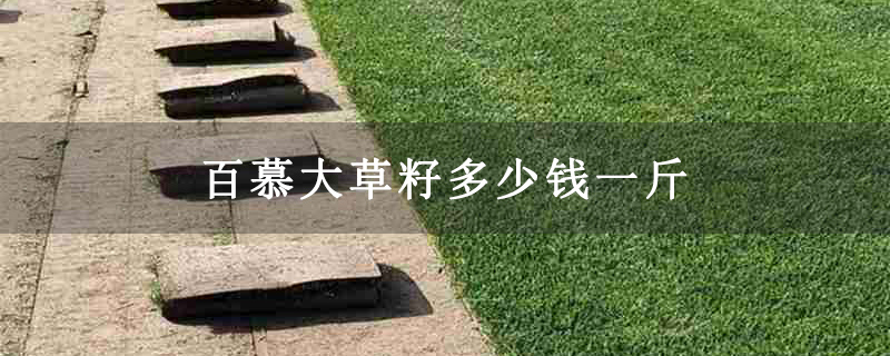 百慕大草籽多少钱一斤