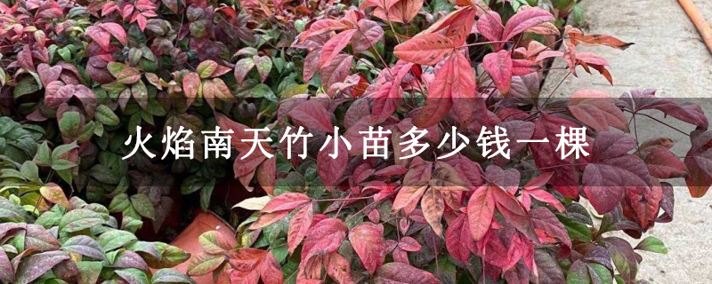 火焰南天竹小苗多少钱一棵
