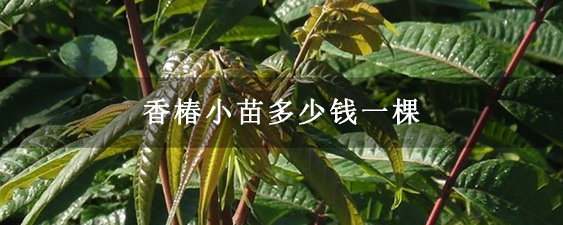 香椿小苗多少钱一棵
