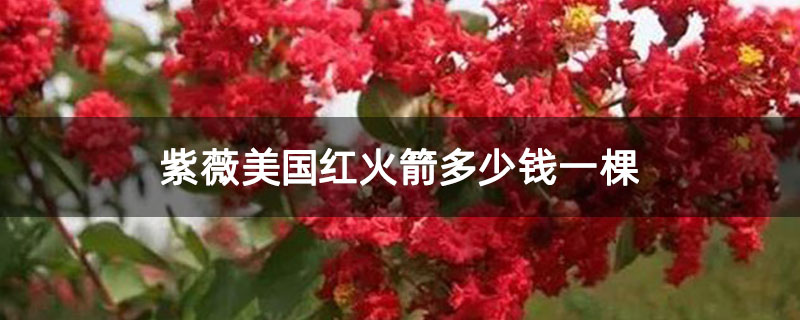 紫薇美国红火箭多少钱一棵 紫薇美国红火箭多少钱一棵