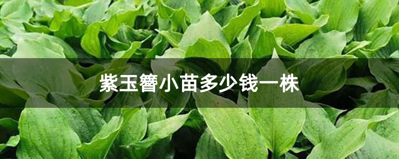 紫玉簪小苗多少钱一株