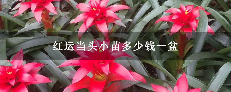 红运当头小苗多少钱一盆
