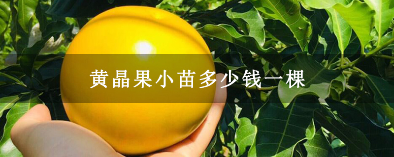 黄晶果小苗多少钱一棵