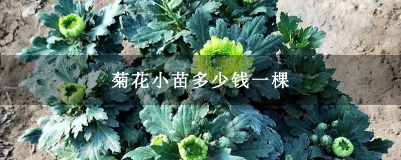菊花小苗多少钱一棵