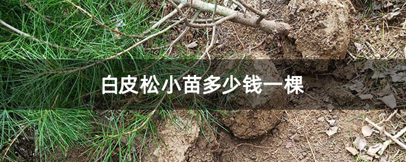 白皮松小苗多少钱一棵